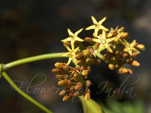 Spiral-Vined Silkpod